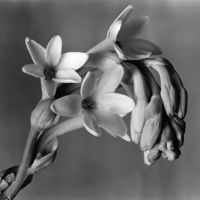 La Fábrica nos muestra la obra floral y retratista de Imogen Cunhingham, fotógrafa clave del siglo XX 