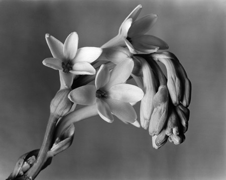 La Fábrica nos muestra la obra floral y retratista de Imogen Cunhingham, fotógrafa clave del siglo XX