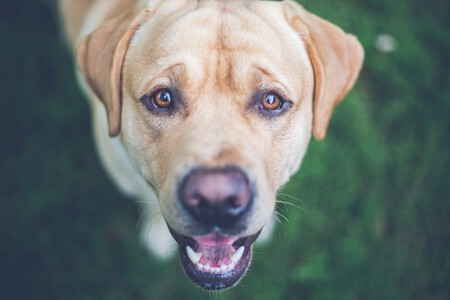 La mirada de un perro