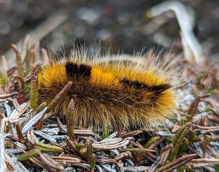 Gynaephora groenlandica | Fonte: BioDiversity4All