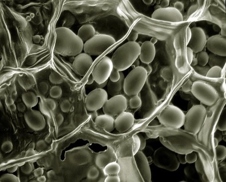 Nuevo método convierte en alimento cualquier planta no comestible