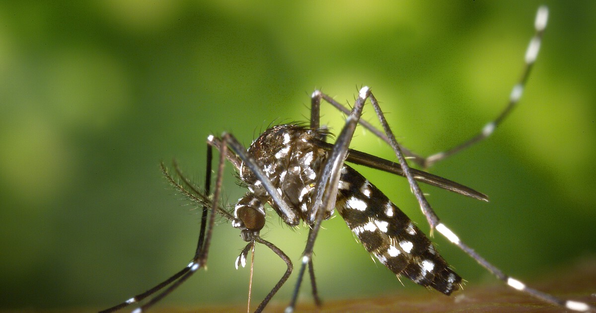Seis formas sencillas de evitar las picaduras de mosquitos en casa, la terraza o el jardín más allá de fumigar con insecticidas 