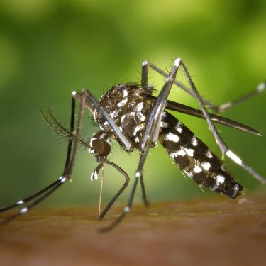 Nature Photography Animal Insect Macro Arm 1151290 Pxhere Com