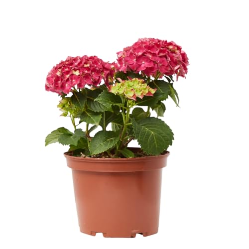 Verdecora Hortensia en maceta