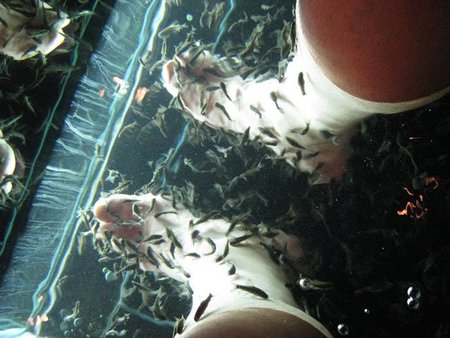 La ictioterapia o peces Garra Rufa