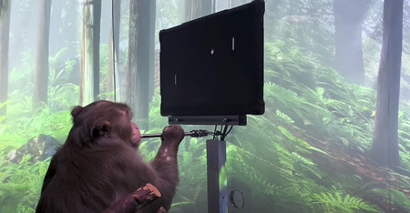 Este mono puede jugar al Pong con su mente gracias a los implantes cerebrales Neuralink de Elon Musk