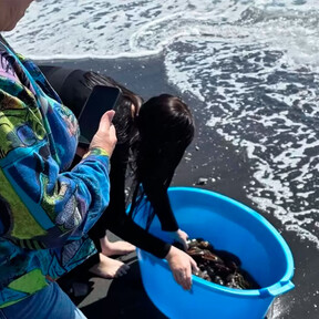 Dos turistas americanas liberan 10 bogavantes comprados en un restaurante en Nápoles y un biólogo advierte: “Es más problema que solución” 