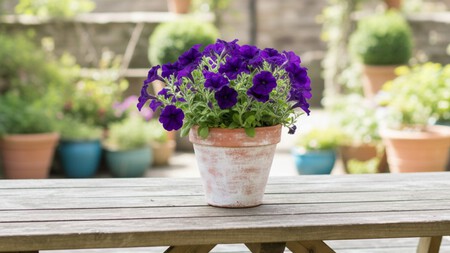 Petunia