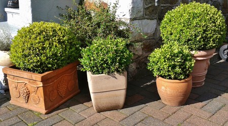 Tree Book Plant Flower Bush Green 1099479 Pxhere Com