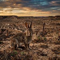 Homem ganha 24 coelhos de presente de Natal em 1859 e desencadeia catástrofe ambiental: eles se reproduziram, chegaram a 200 milhões e se tornaram praga incontrolável na Austrália 