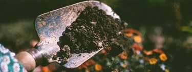 Las plantas que hay que plantar en agosto: sí, este mes también se puede hacer jardinería 