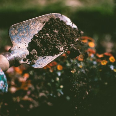 Las plantas que hay que plantar en agosto: sí, este mes también se puede hacer jardinería 