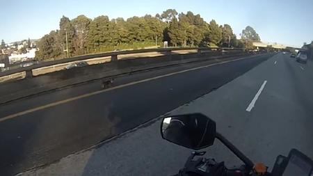 El perro que consiguió parar una autopista