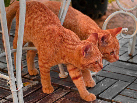 Gatos Genetica