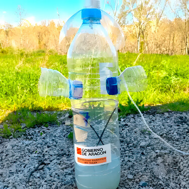 Aragón está usando una poderosa y eficaz trampa para capturar avispas asiáticas: está hecha con botellas recicladas y se puede emular en casa 