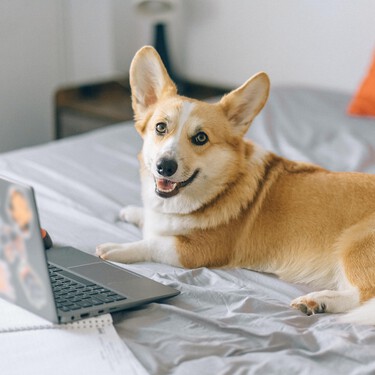 El corgi galés es una de las razas más deseadas y queridas gracias a Isabel II e Instagram 