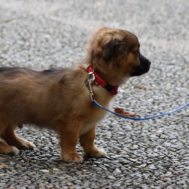 Cómo enseñar a un cachorro a pasear con correa 