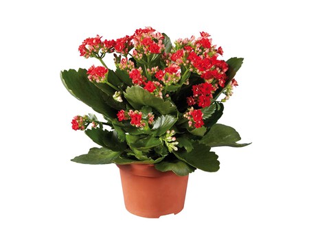 Kalanchoe Zoom 7