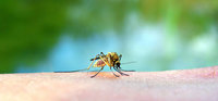 Consejos para quienes viajen a zonas con dengue