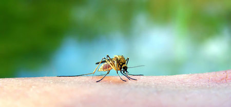 Consejos para quienes viajen a zonas con dengue