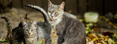 Esterilizar a los gatos es beneficioso para ellos y no solo para los dueños 