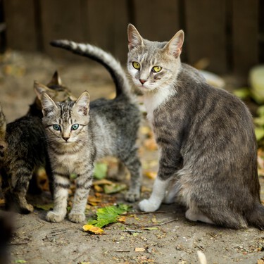 Esterilizar a los gatos es beneficioso para ellos y no solo para los dueños 