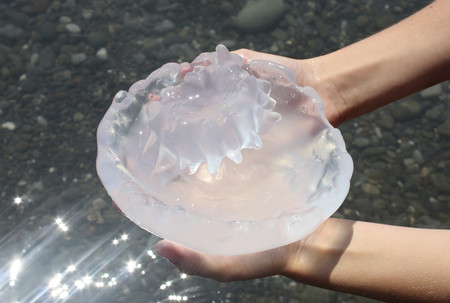 Peligro en la playa: esto es lo que tienes que hacer si te pica una medusa