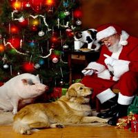 Regalos para tus mascotas estas navidades en varias tiendas online para animales