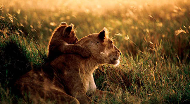 Lion