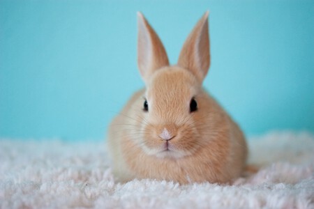 Conejo