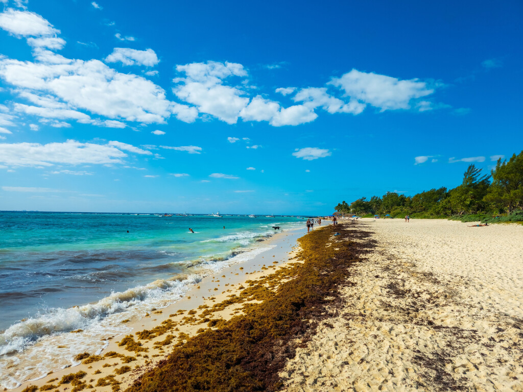 El sargazo siempre ganaba cuando llegaba a la playa. México quiere cambiar eso desde el mar 