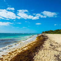 El sargazo siempre ganaba cuando llegaba a la playa. México quiere cambiar eso desde el mar 