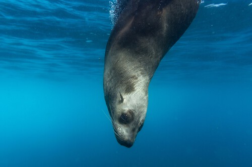 Sea Lions California