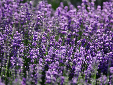 Lavanda.