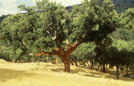 Este es el alcornoque más grande del mundo y se encuentra en Portugal
