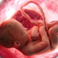El Centro de Control y Prevención de Enfermedades de Estados Unidos advierte sobre el consumo de placenta 