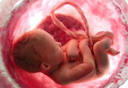 El Centro de Control y Prevención de Enfermedades de Estados Unidos advierte sobre el consumo de placenta