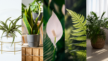 Plantas Para Absorber La Humedad
