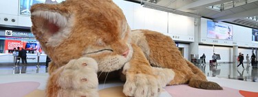 Hong Kong tem algo que muitos aeroportos invejariam; não é um novo terminal: é um gato gigante e interativo 