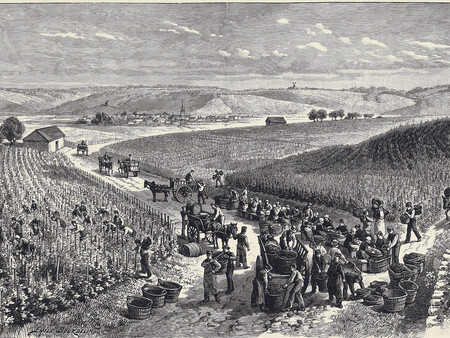 Dibujo Del Trabajo En Vendimia A Principios Del Siglo Xix En Champagne C Veuve Clicquot