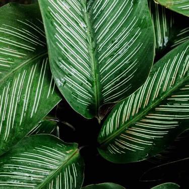 La planta que transforma cualquier rincón en una revista de diseño: la belleza de la calathea 