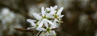 El precioso árbol que deberías plantar ya en tu jardín: fácil de cuidar, de rápido crecimiento y floración veloz