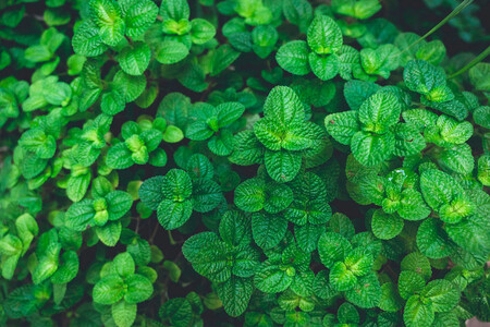 Menta