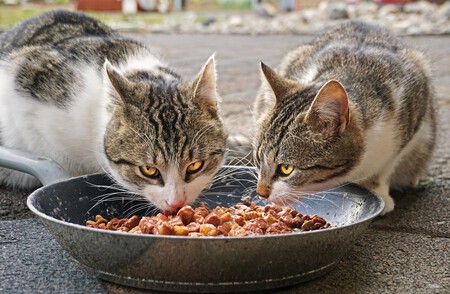 Alimentacion En Gatos Esterilizados