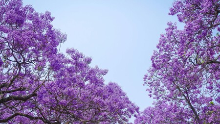 Jacaranda Calles