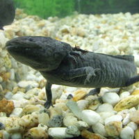 Como fazer os mexicanos se importarem mais com os axolotes? Simples: colocando esses bichos nas cédulas 