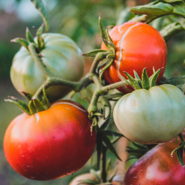 No todas las grietas en tus tomates significan lo mismo: estos son los tres tipos y por esto se producen 
