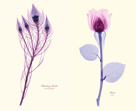 Bellas fotos con rayos X de flores, por Brendan Fitzpatrick
