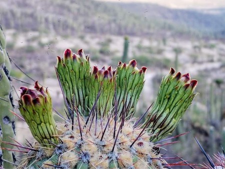 Este es el destino de Puebla que alguna vez fue mar, donde todavía se produce sal, tiene una zona arqueológica y un bosque de cactáceas gigantes