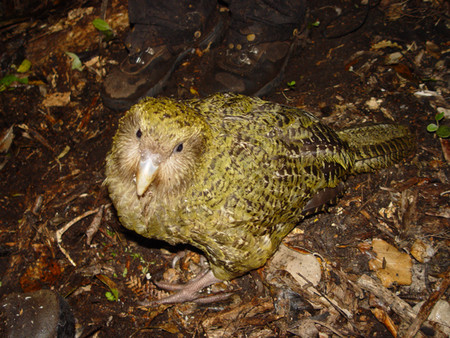 La extraña especie de loro que es mucho más grande de lo habitual